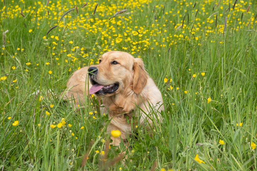 Golden retriever