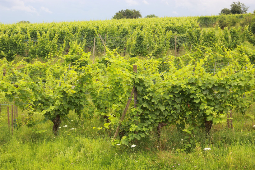 Ribeauville Weinreben