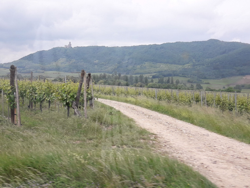 Weinberge mit Burg